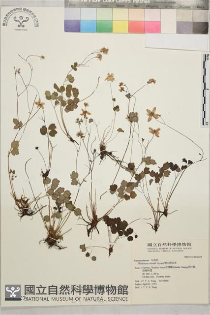 大花傅氏唐松草藏品圖，第1張