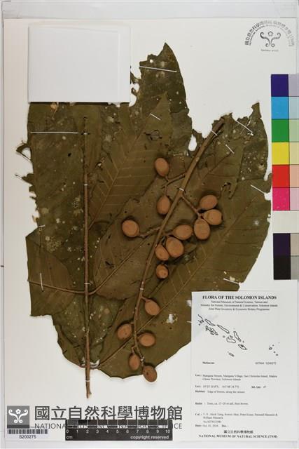 登錄號:S200275藏品圖，第1張