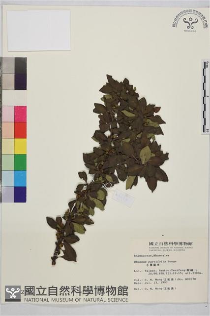 小葉鼠李藏品圖，第1張