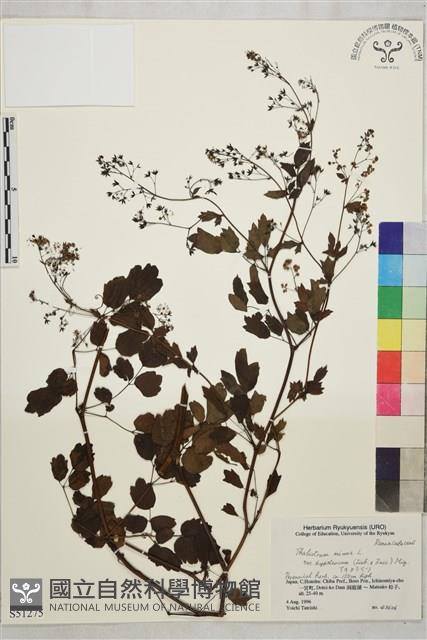 Accession Number:S051275 Collection Image