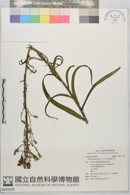 鵝仔草藏品圖，第1張