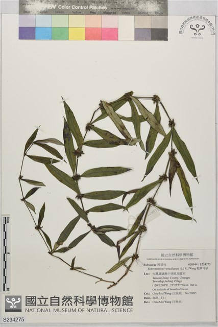 粗葉耳草藏品圖，第1張