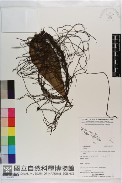 登錄號:S203275藏品圖，第1張