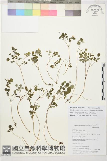 小花人字果藏品圖，第1張