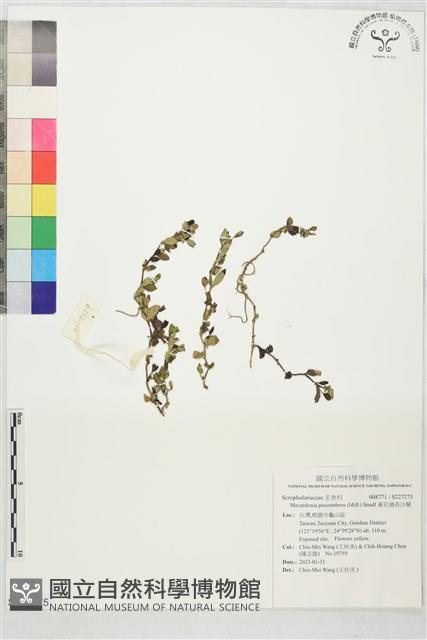 黃花過長沙舅藏品圖，第1張