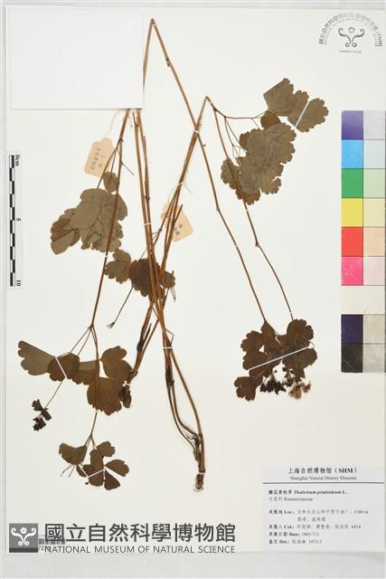 腎葉唐松草藏品圖，第1張