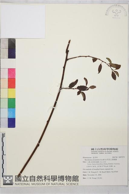 阿里山黃鱔藤藏品圖，第1張