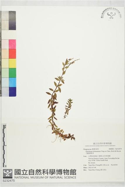 合歡柳葉菜藏品圖，第1張