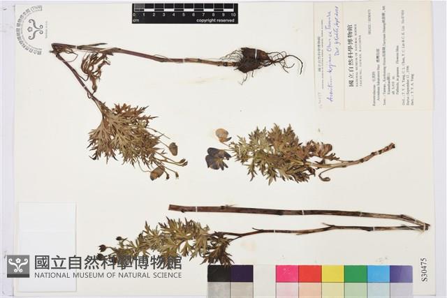 兒島氏草烏藏品圖，第1張