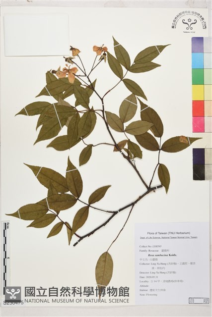 山薔薇藏品圖，第1張