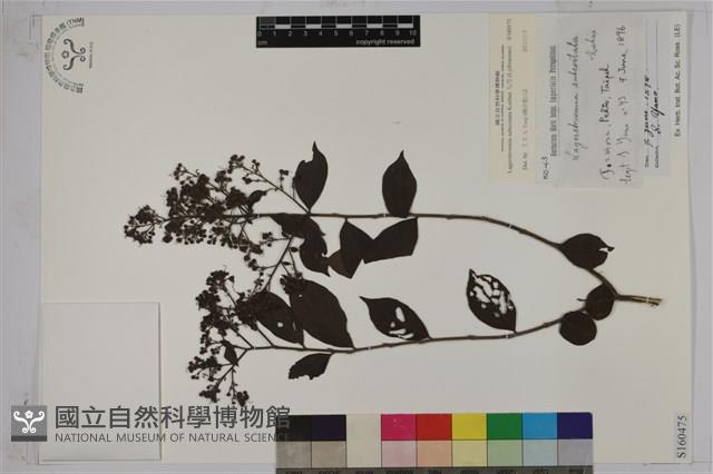 九芎藏品圖，第1張