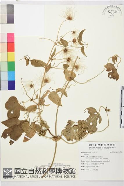 田代氏鐵線蓮藏品圖，第1張