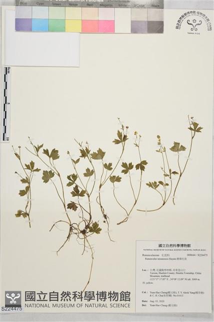 鹿場毛茛藏品圖，第1張