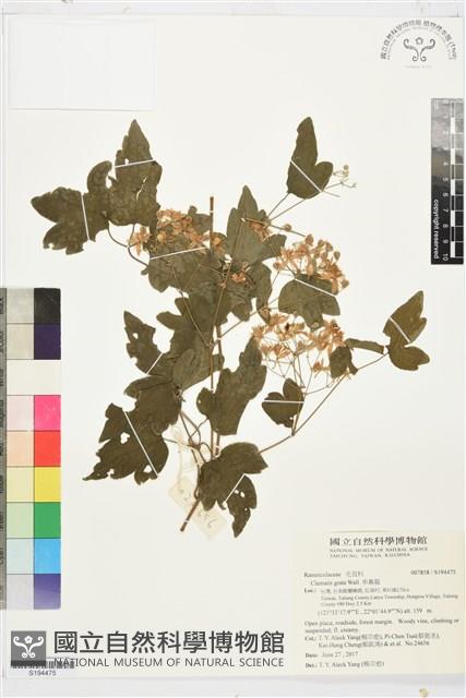 串鼻龍藏品圖，第1張