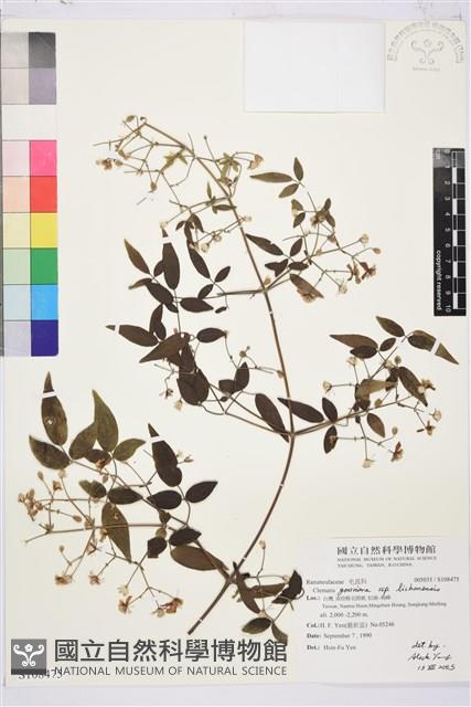 梨山小蓑衣藤藏品圖，第1張