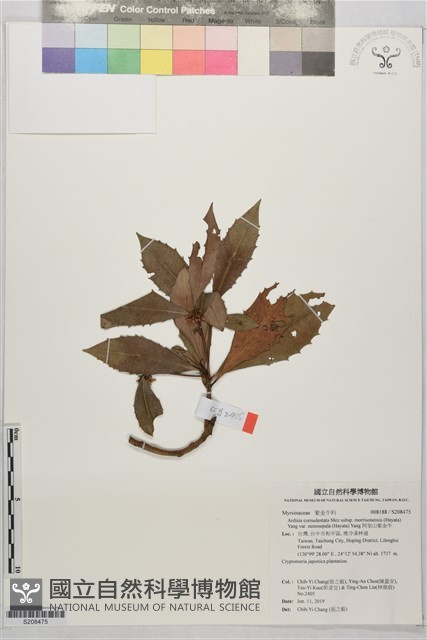 阿里山紫金牛藏品圖，第1張