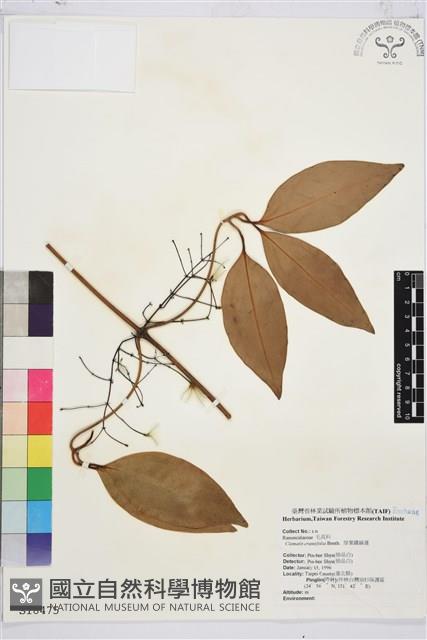 厚葉鐵線蓮藏品圖，第2張