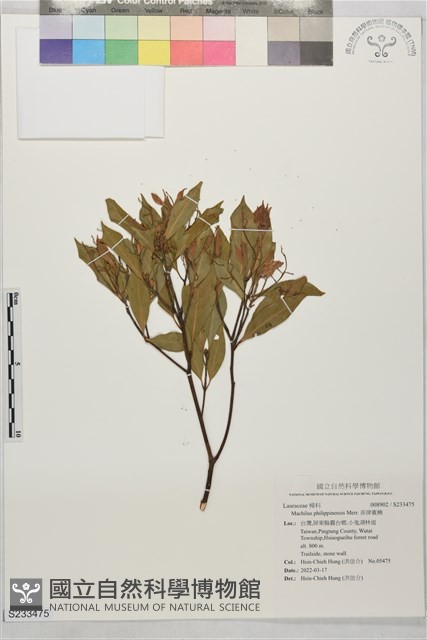 菲律賓楠藏品圖，第1張