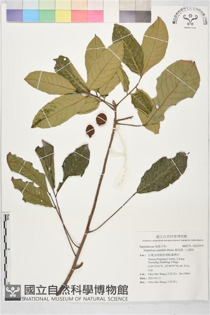 葡萄桑，山荔枝 藏品圖，第1張