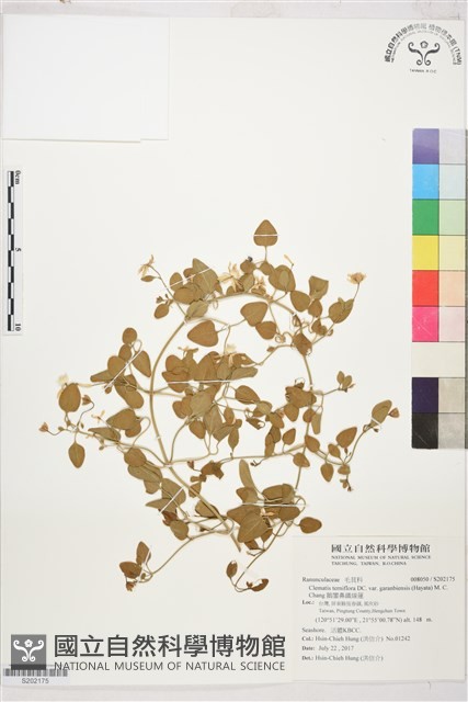 鵝鑾鼻鐵線蓮藏品圖，第1張