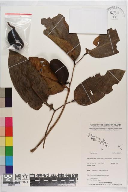 登錄號:S200175藏品圖，第1張