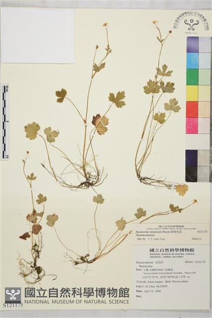 鹿場毛茛藏品圖，第1張