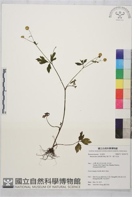 辣子草、揚子毛茛藏品圖，第1張