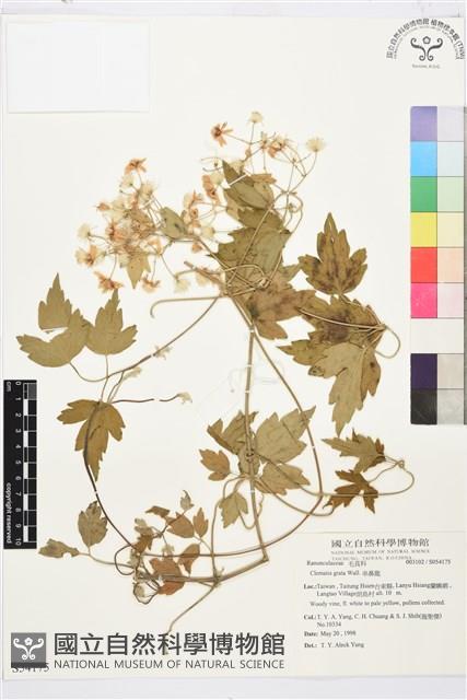 串鼻龍藏品圖，第1張