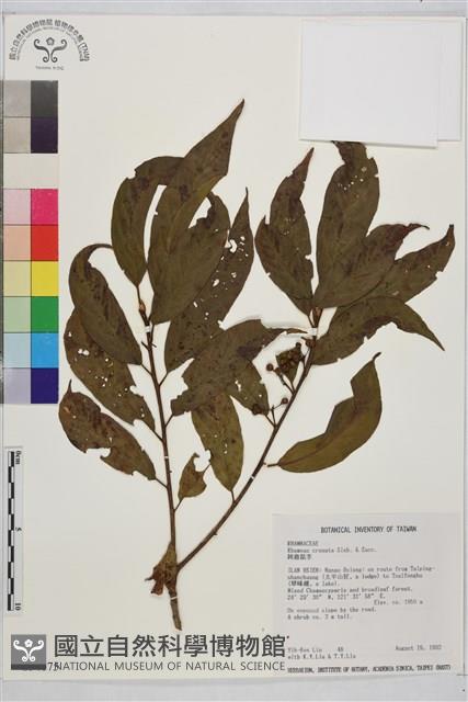 鈍齒鼠李藏品圖，第2張