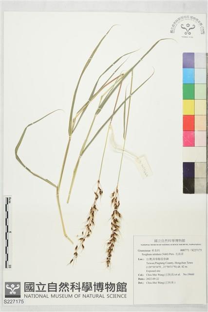 Accession Number:S227175 Collection Image