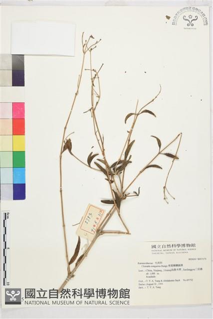 准葛爾鐵線蓮藏品圖，第1張