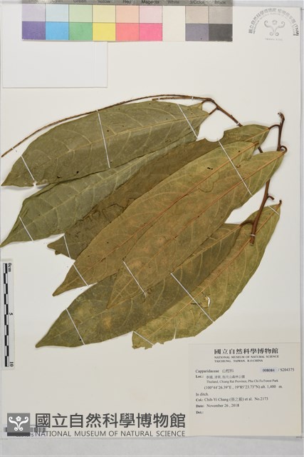 登錄號:S204375藏品圖，第1張