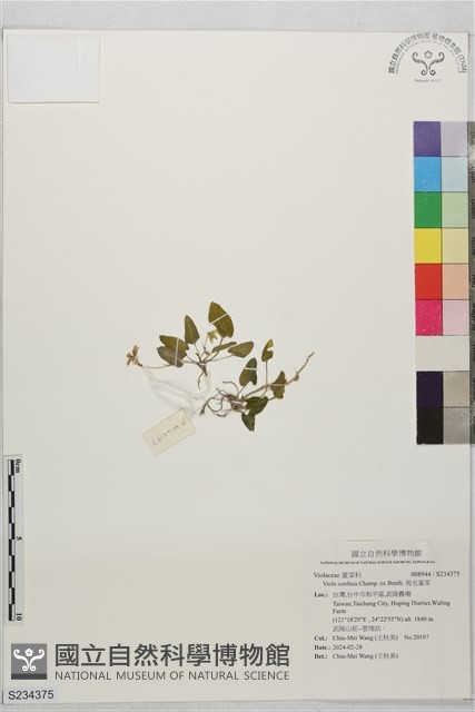 短毛堇菜藏品圖，第1張