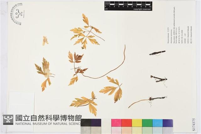 木質銀蓮花、蔭蔽銀蓮花藏品圖，第1張