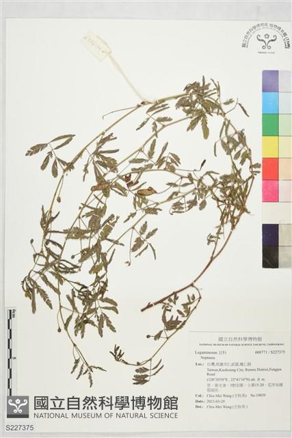 登錄號:S227375藏品圖，第1張