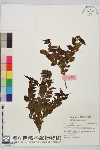 假繡線菊藏品圖，第1張
