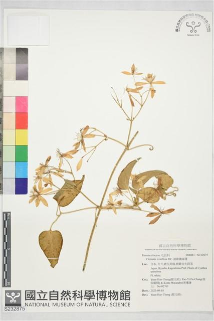 圓錐鐵線蓮藏品圖，第1張