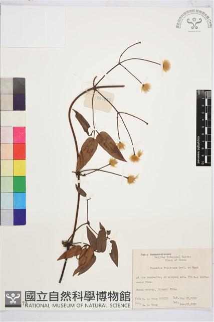 山木通藏品圖，第1張