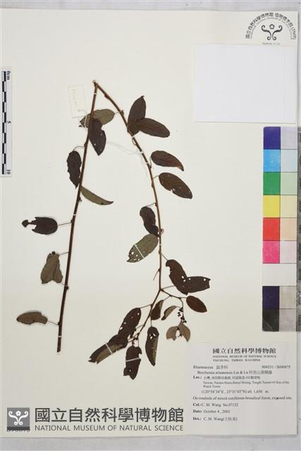 阿里山黃鱔藤藏品圖，第1張