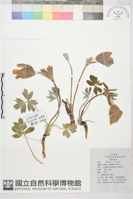 白頭翁藏品圖，第1張