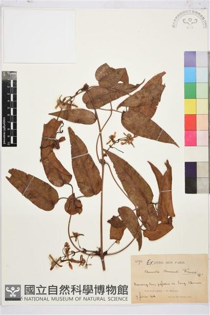 小木通藏品圖，第1張