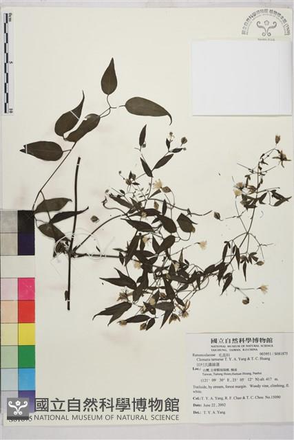 田村氏鐵線蓮藏品圖，第1張