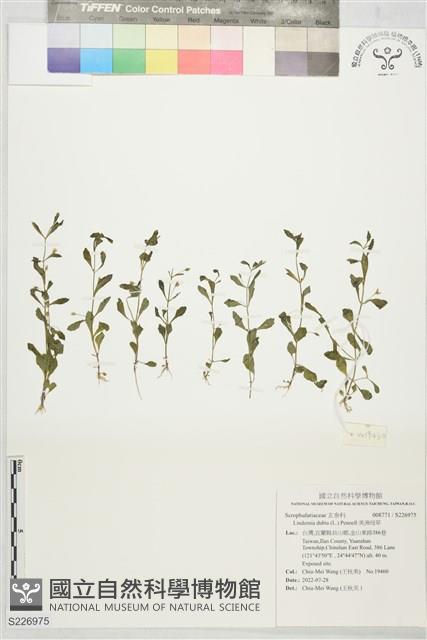 美洲母草藏品圖，第1張