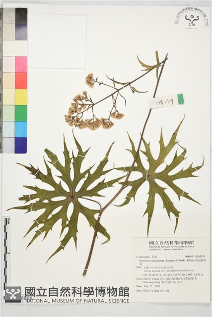 高山破傘菊藏品圖，第1張