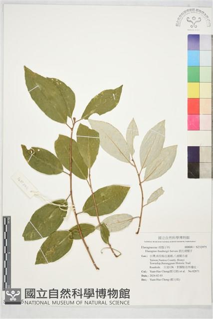 鄧氏胡頹子藏品圖，第1張