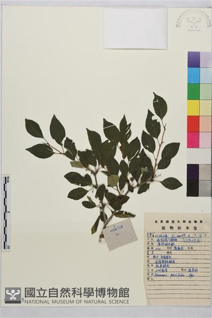 小葉鼠李藏品圖，第1張