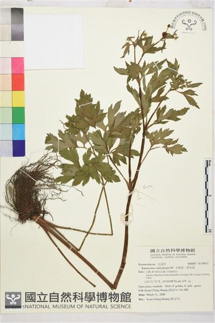 水辣菜、禺毛茛藏品圖，第1張