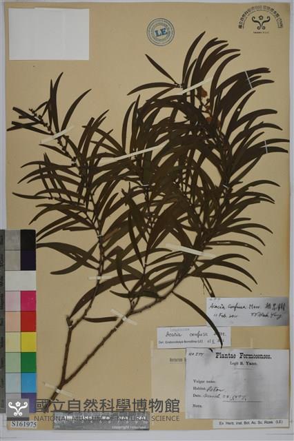 相思樹藏品圖，第1張