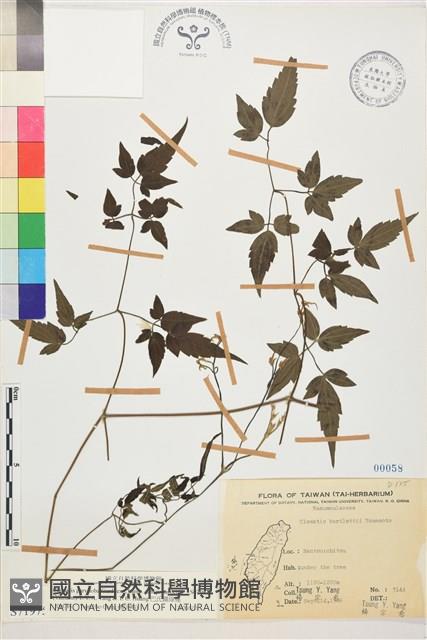 巴氏鐵線蓮藏品圖，第1張