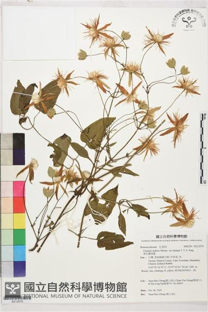 黃氏鐵線蓮藏品圖，第1張